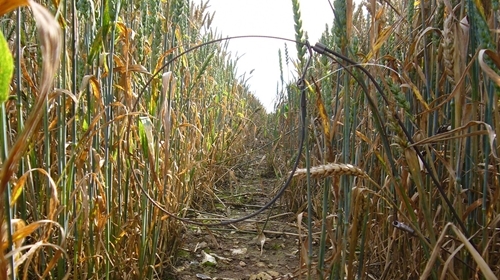 Snare -in -standing -crop -b Snare -in -standing -crop -b