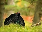 Working alongside the world’s largest grouse