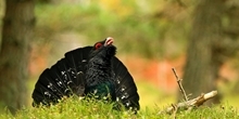 How many capercaillie are left in Scotland?