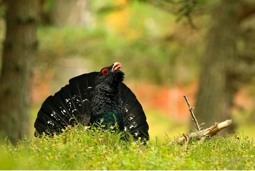 Rogue male capercaillie