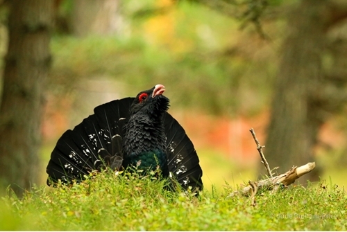 Rogue male capercaillie Rogue male capercaillie