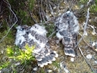 Merlin Magic fieldwork update