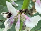 Nectar-robbing bees