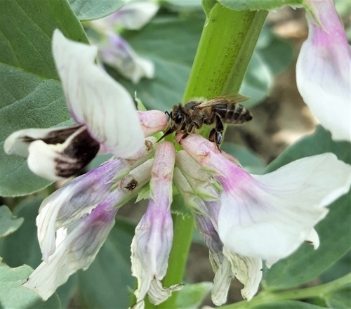 Honeybee robbing nectar