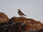 Investigating the effect of survey time on bird counts