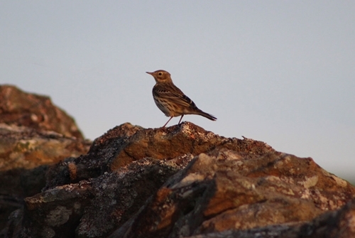 Meadow pipit