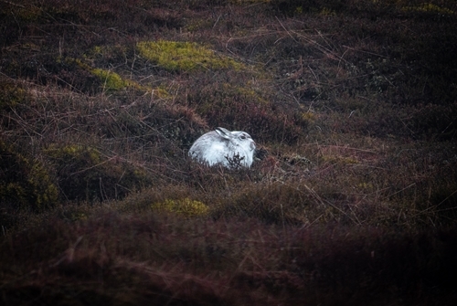 Mountain hare (copyright Jonny Carter TGS Films and NGO)