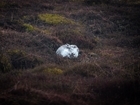 Peak District a stronghold for mountain hares