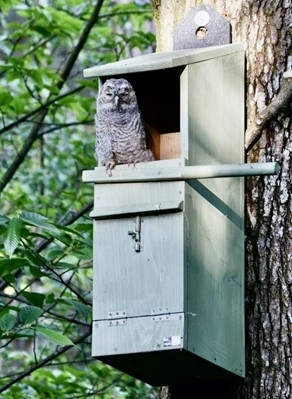 Upright Nest Box