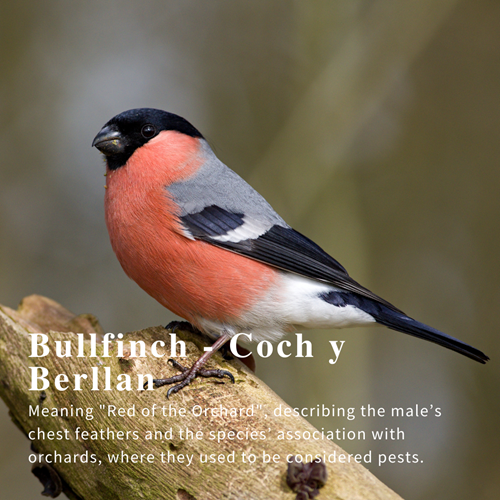 Bullfinch