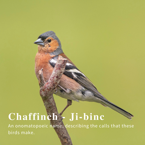 Chaffinch