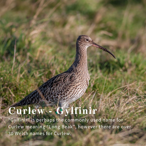 Curlew