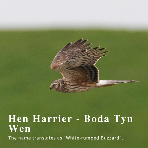 Hen Harrier