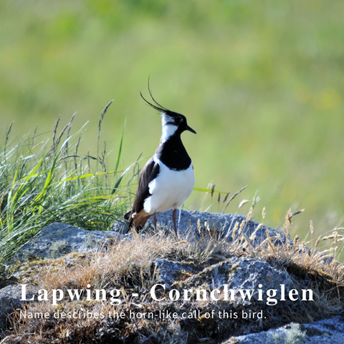 Lapwing