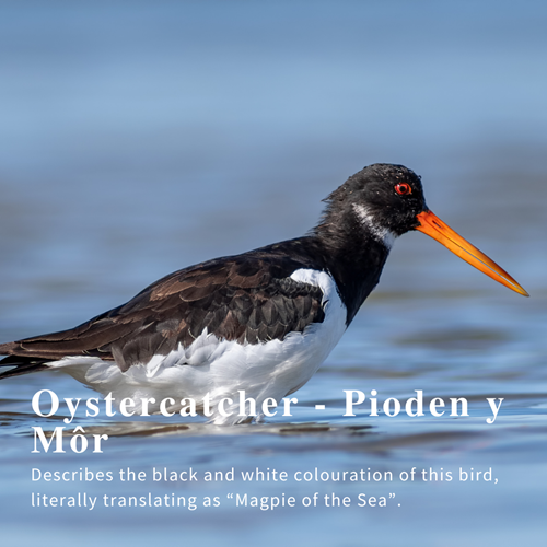 Oystercatcher