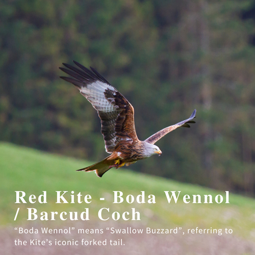 Red Kite