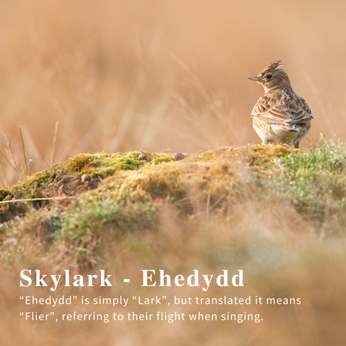 Skylark