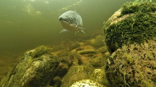 Salmon Blog 1 Salmon Blog 1