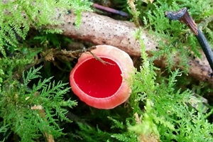 Scarlet elf cup