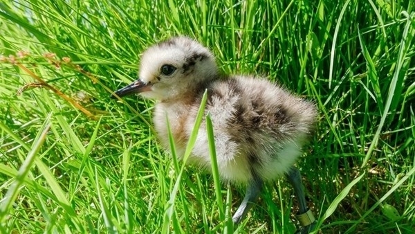Curlew -chick