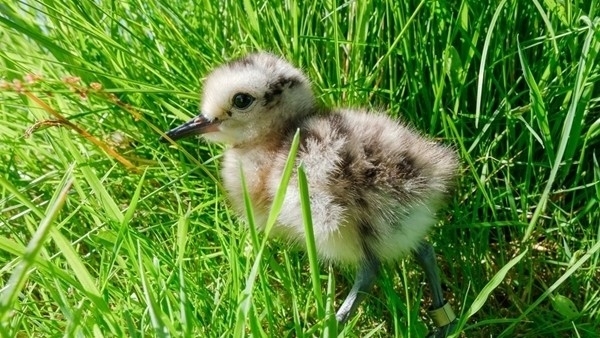 Curlew -chick Curlew -chick