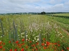 Defra-approved 10-year Wildlife Plot mix will help farmers make space for nature