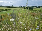 New groundbreaking Wildlife Plot will boost biodiversity