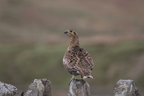 22 Female BGrouse SGrondowski