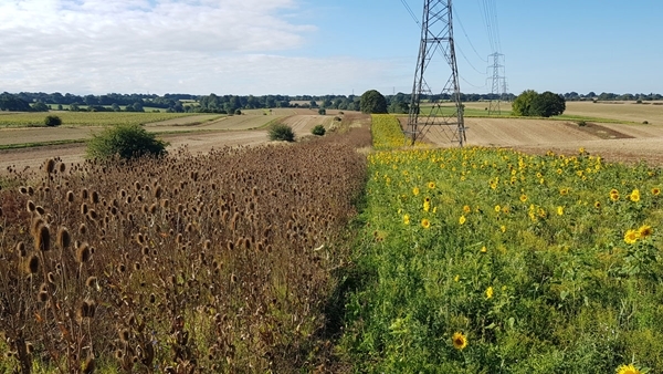 Rotherfield Rotherfield