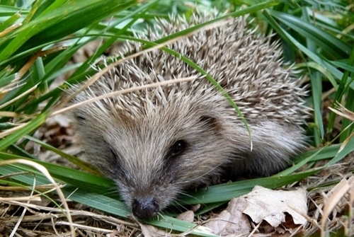 European -hedgehog