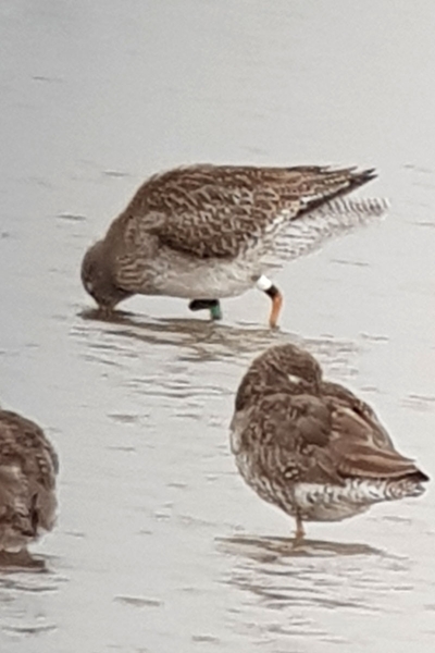 DT88508 Redshank 13 07 2021 Newport Chris Jones