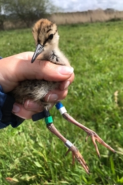 Redshank chick (Lizzie Grayshon)