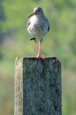 Redshank adult ringed (Lizzie Grayshon)