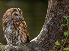 Ecology: Tawny Owl (Strix aluco)