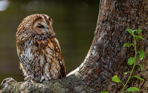 Tawny Tawny