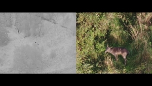 Fallow deer monitoring from drone