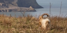 Nant Gwrtheyrn Feral Goat Monitoring Project