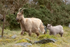 Goats at Nant Gwtheyrn
