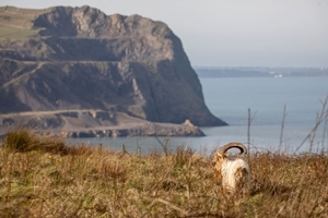 Feral goat