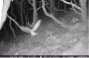 Nightjar on trail camera