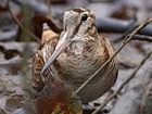 Cornish Woodcock