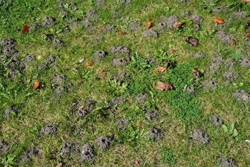Ivy bee nests