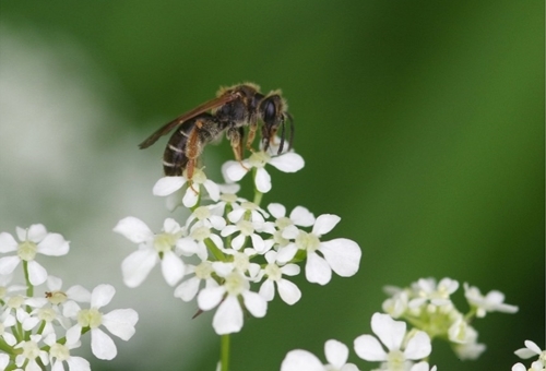 Hawthorn mining bee