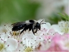 BEESPOKE: Solitary bees of the United Kingdom