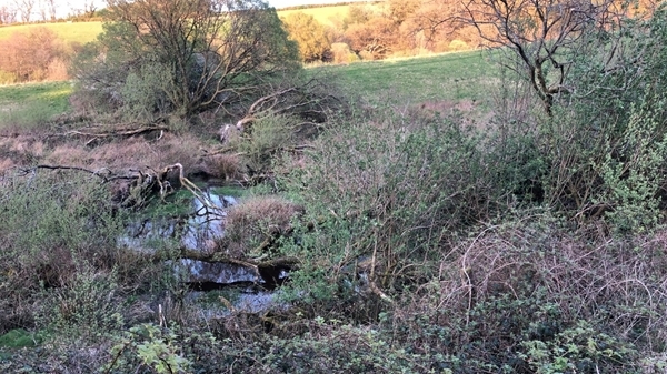 Beaver _enclosure