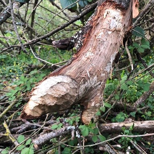 Beaver _felling Beaver _felling