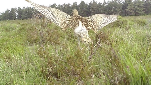 1) Curlew Leaving Its Nest