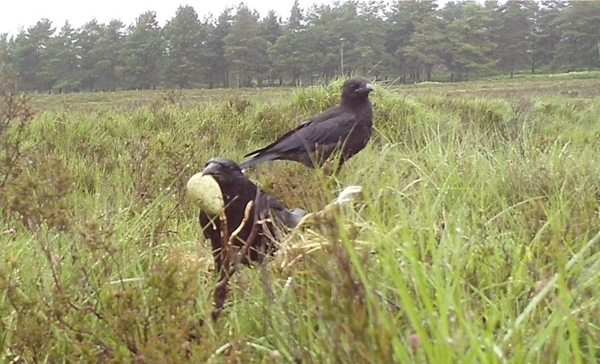 2) Crows Predating Curlew Nest