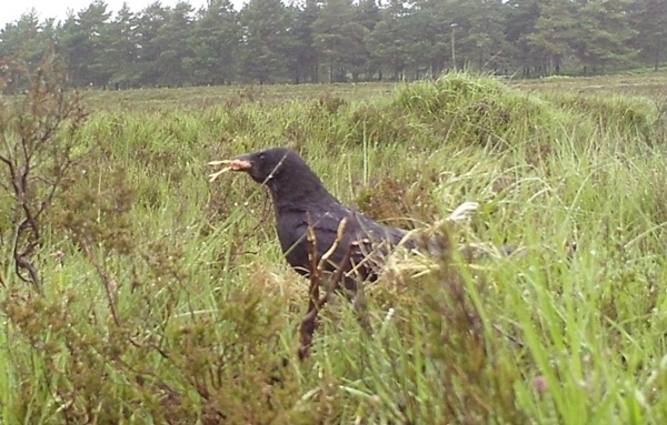 3) Crow With  A Ready To Hatch Curlew Chick 1