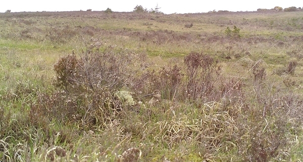 An Incubating Curlew Sat On Her Nest